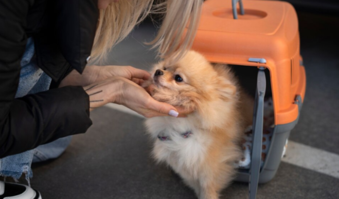 Professional Dog Boarding Services that You Must Know