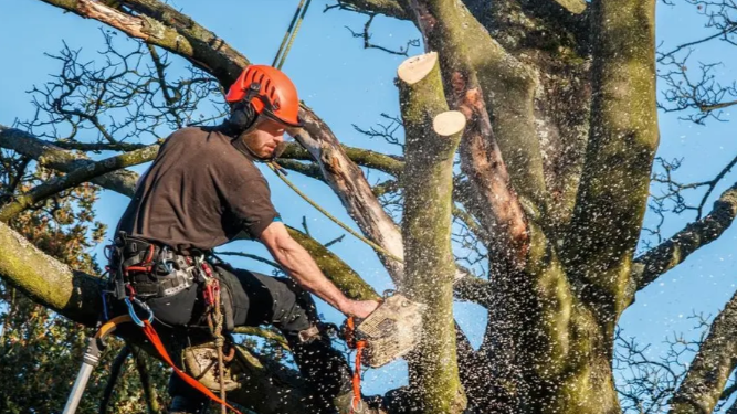 The Essential Guide to Tree Trimming and Pruning: Best Practices for Healthy Trees