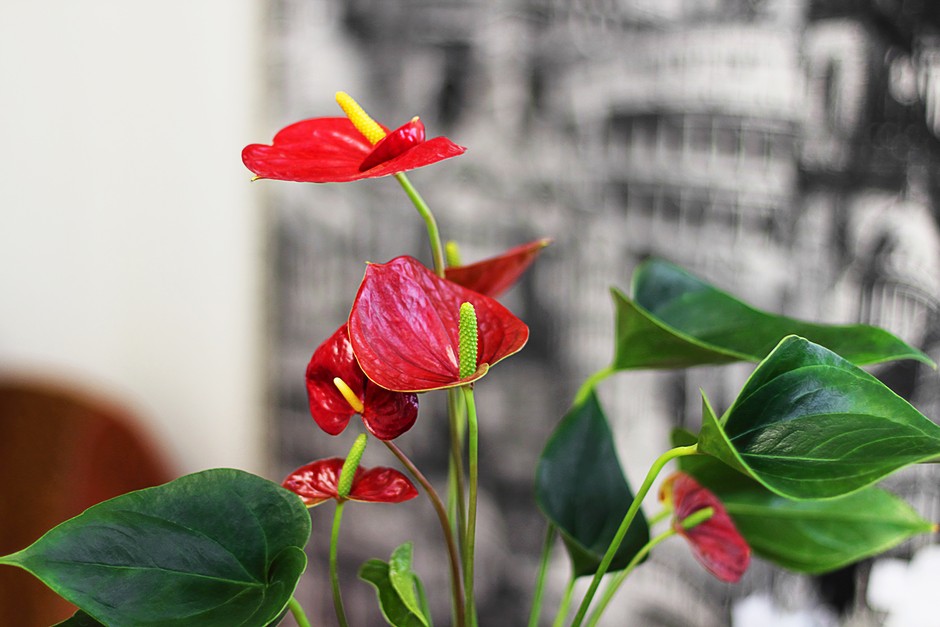 Best Indoor Plants for Air Purification